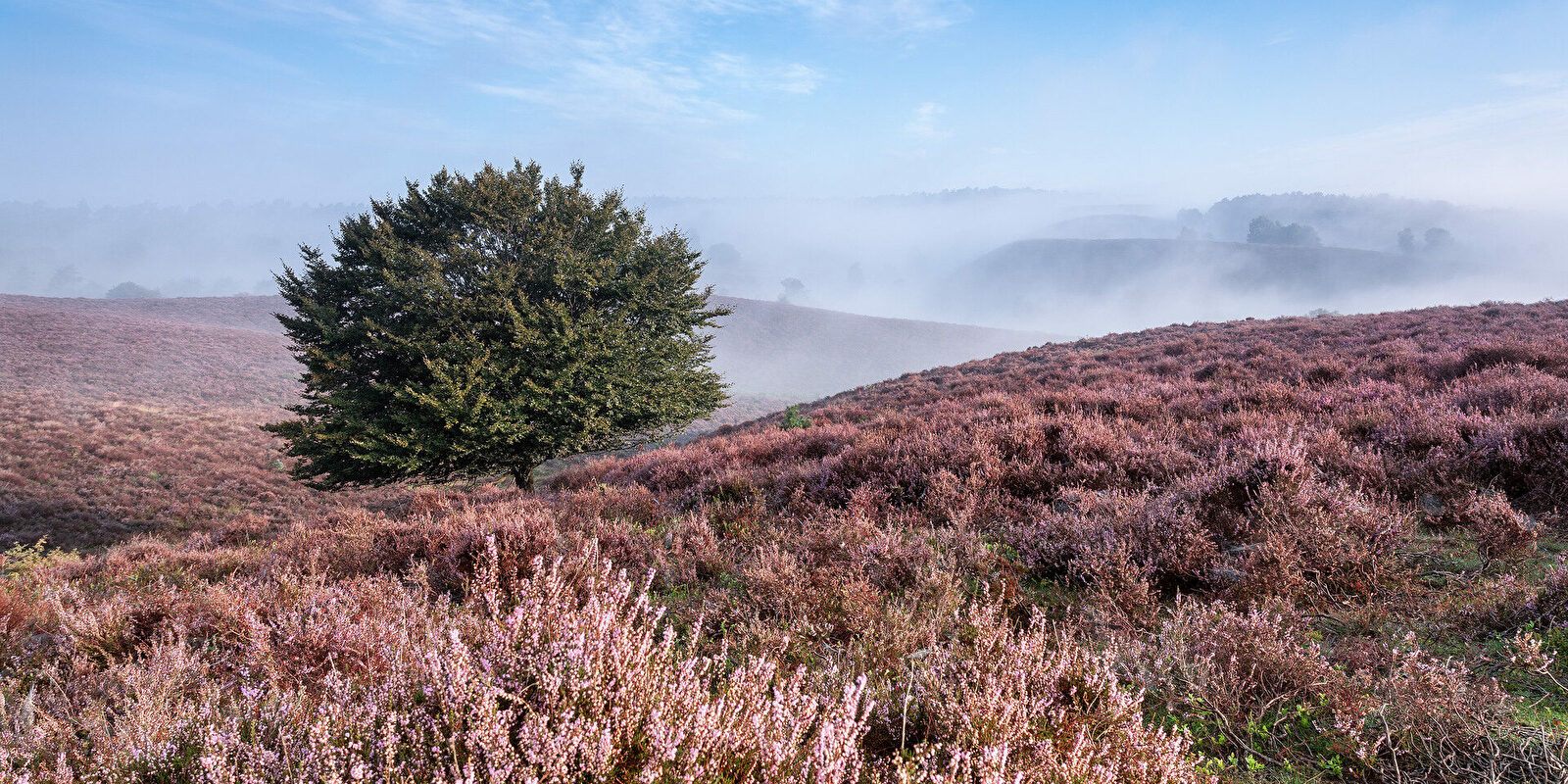 De Schoonheid van de Veluwe in Elk Seizoen