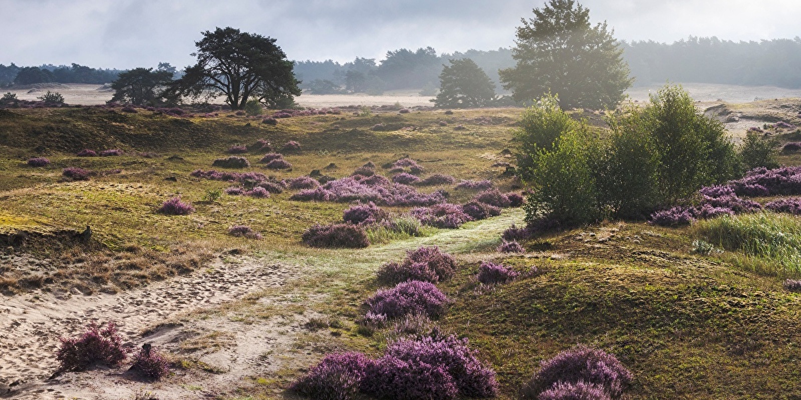 Wat te doen op de Veluwe? 7x de leukste activiteiten!