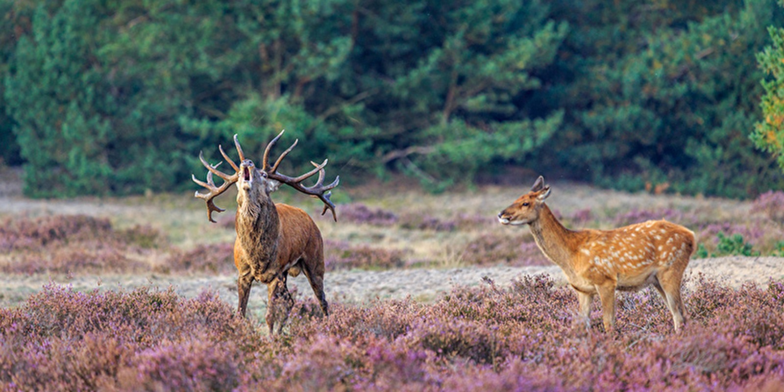 Wat voor dieren leven er op de Veluwe?