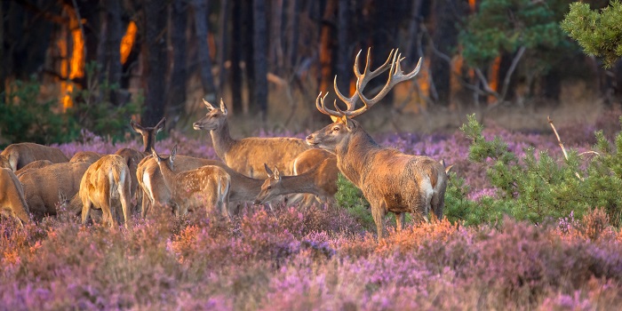 Wat voor dieren leven er op de Veluwe